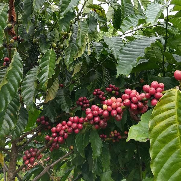 ロブスタ ハニー 200g Future Farm シングルオリジン 珍しいベトナム