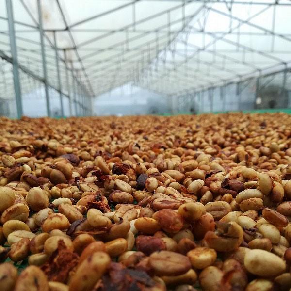 ロブスタ ハニー 200g Future Farm シングルオリジン 珍しいベトナム