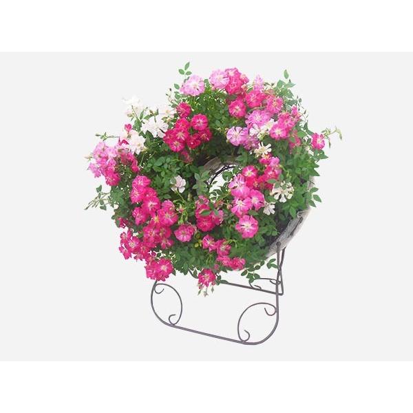 母の日 早割 送料無料 花 ギフト プレゼント ウェルカム ローズ スタンド 付き 薔薇 バラ レンゲ ローズ 寄せ植え ミニバラ フラワー ピンク ホワイト かわいい Viewgarden 通販 Yahoo ショッピング