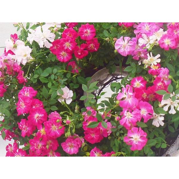 母の日 早割 送料無料 花 ギフト プレゼント ウェルカム ローズ スタンド 付き 薔薇 バラ レンゲ ローズ 寄せ植え ミニバラ フラワー ピンク ホワイト かわいい Viewgarden 通販 Yahoo ショッピング