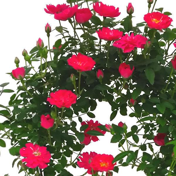 母の日 早割 送料無料 プレゼント ギフト 花 鉢植え 生花 つる バラ ローズ 薔薇 ばら 寄せ植え 鉢付き ミニアーチ H38 No 8 ミニバラ おしゃれ かわいい 人気 Viewgarden 通販 Yahoo ショッピング