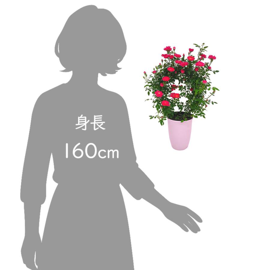 母の日 プレゼント ギフト 予約 花 鉢植え 生花 つる バラ ローズ 薔薇