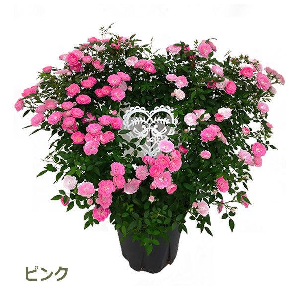 母の日 早割 送料無料 プレゼント ギフト 花 鉢植え つる バラ ローズ ピンク 薔薇 ばら 寄せ植え 生花 ハート リング ミニバラ ななめハート 鉢 H40 No 3 Viewgarden 通販 Yahoo ショッピング