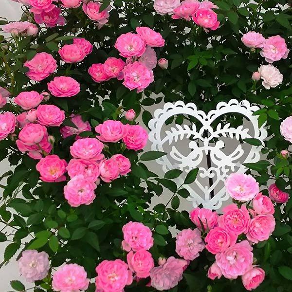 母の日 プレゼント ギフト 花 鉢植え つる バラ ローズ ピンク 赤 薔薇 ばら 寄せ植え 生花 ハート リング ミニバラ ななめハート 鉢 H40 No 3 おしゃれ Viewgarden 通販 Yahoo ショッピング