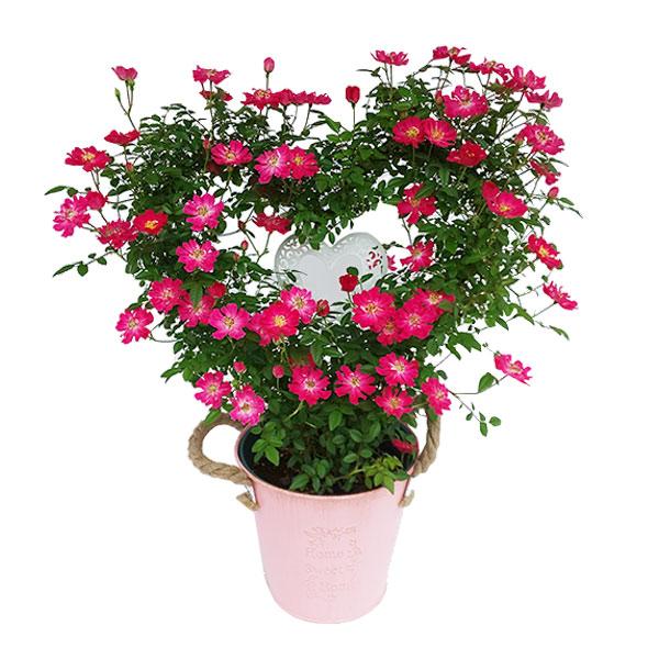 母の日 プレゼント ギフト 予約 花 鉢植え つる バラ ローズ ピンク 赤