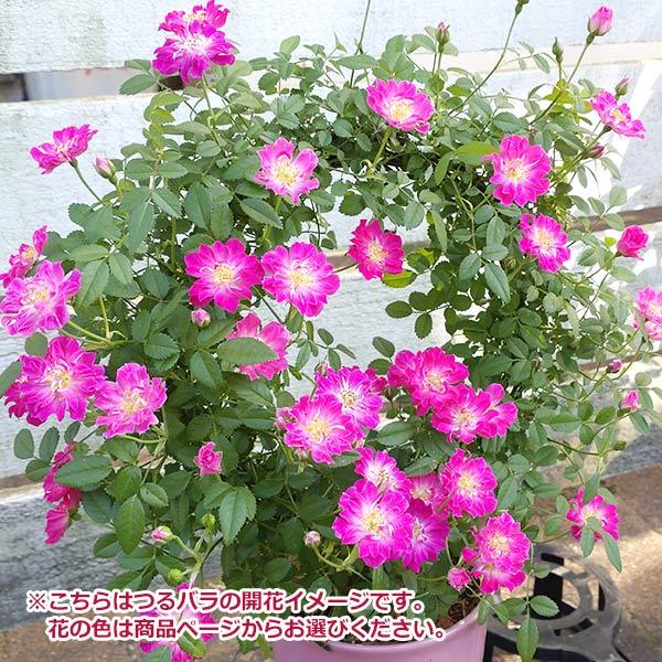 母の日 プレゼント ギフト 予約 花 鉢植え つる バラ ローズ ピンク 赤