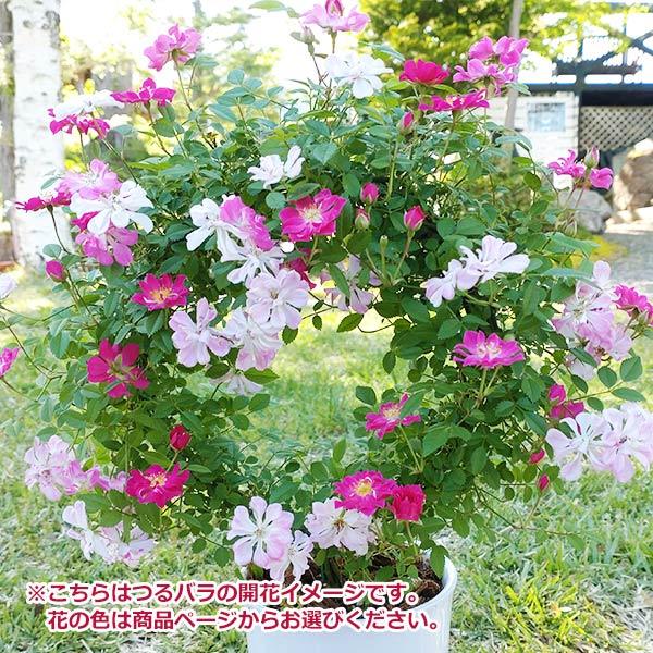 母の日 プレゼント ギフト 予約 花 鉢植え つる バラ ローズ ピンク 赤