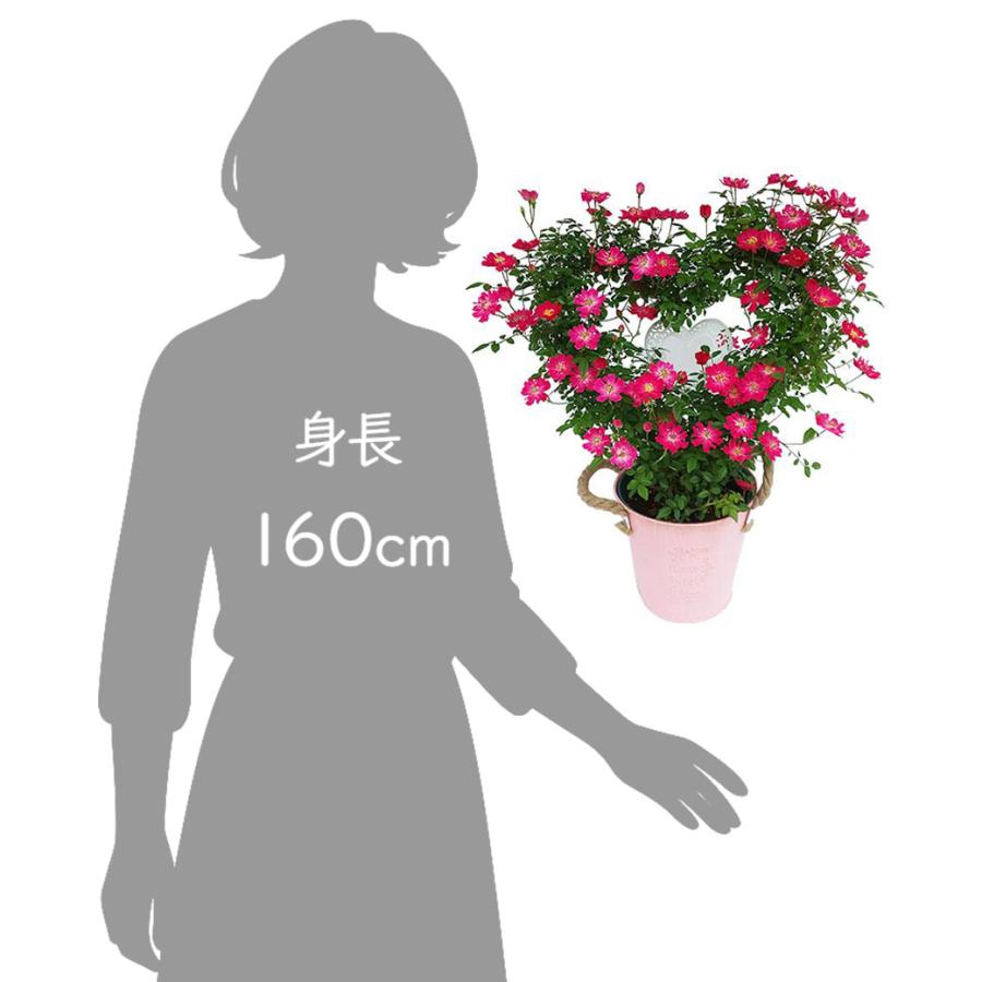 母の日 プレゼント ギフト 予約 花 鉢植え つる バラ ローズ ピンク 赤