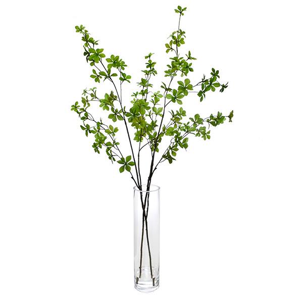 33 激レア 超大株 アデニア ペチュエリー 現地球 鮮度抜群 アデニア