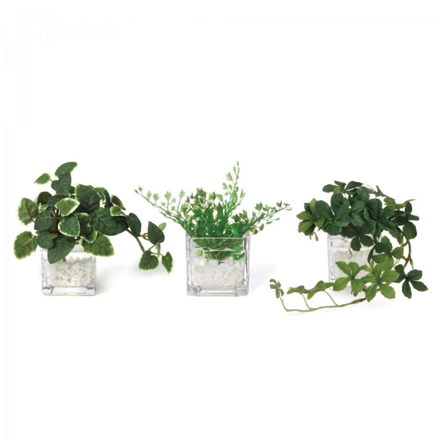 フェイクグリーン 観葉植物 人工観葉植物 造花 卓上 ミニ プミラ シュガーバイン アジアンタム ウォーターキューブ 3個セット 台所 トイレ GREENPARK PRGR-1304の画像
