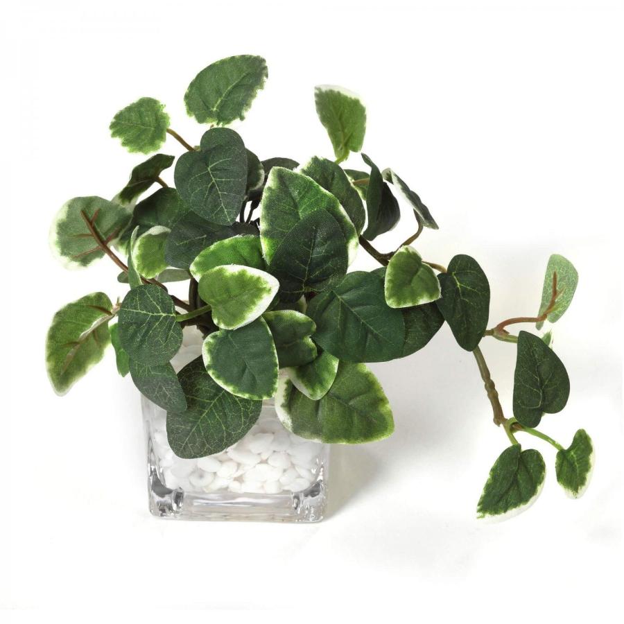 フェイクグリーン 観葉植物 人工観葉植物 造花 卓上 ミニ プミラ シュガーバイン アジアンタム ウォーターキューブ 3個セット 台所 トイレ GREENPARK PRGR-1304の画像