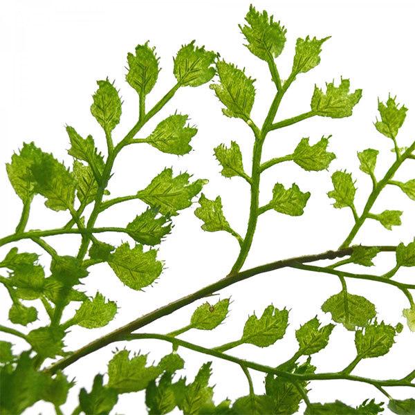 フェイクグリーン 観葉植物 人工観葉植物 造花 卓上 アジアンタム ウィロー ガラスシリンダー 植物 フロアグリーン グリーンパーク GREENPARK H105cm PRGR-1032の画像