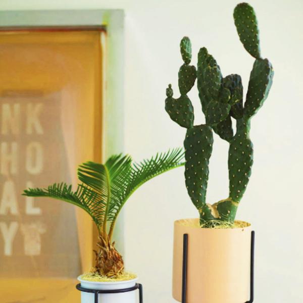 Saboten（サボテン） フェイク グリーン 造花 ウチワサボテン ポット