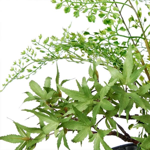 盆栽 モミジ 青モミジ トクサ アジアンタム 寄せ植え リングベース S