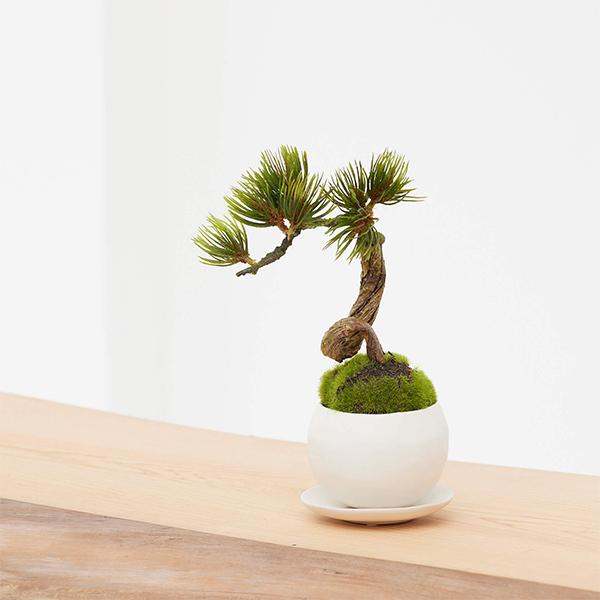 盆栽 フェイクグリーン ミニサイズ 松 吹き流しS コケ 苔 皿付 小鉢 白