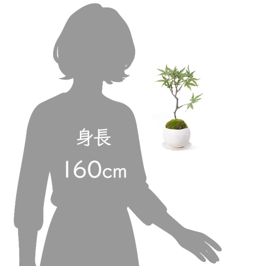 盆栽 フェイクグリーン ミニサイズ モミジ コケ 苔 皿付 小鉢 白 造花