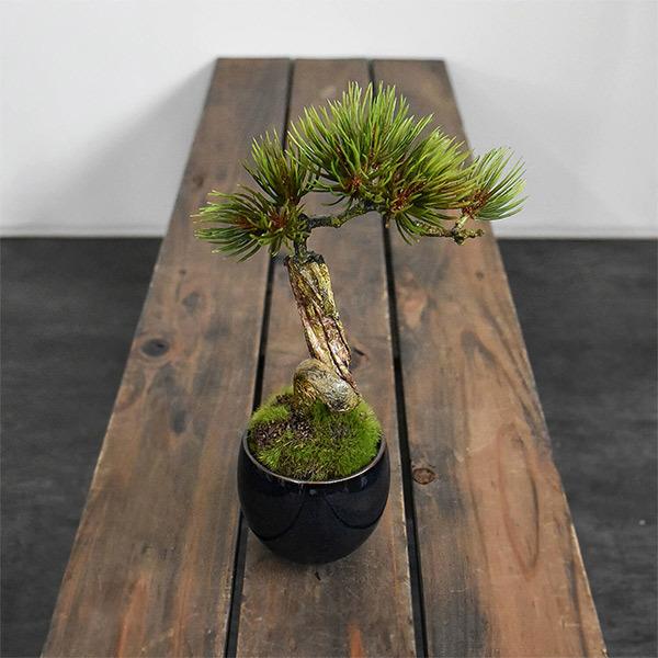 盆栽 松 吹き流し Sサイズ フェイクグリーン ミニサイズ 小鉢 藍 造花