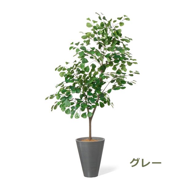 フィカストライアンギュラリス 鉢付き