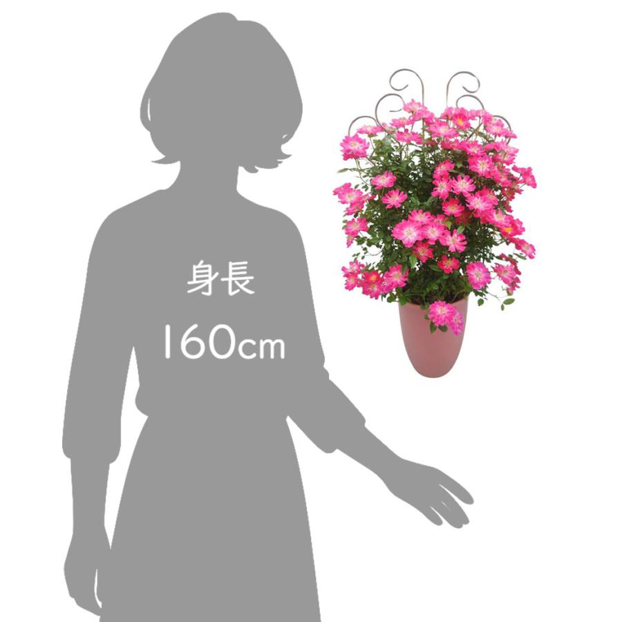母の日 プレゼント ギフト 予約 鉢植え 寄せ植え 生花 花 フラワー