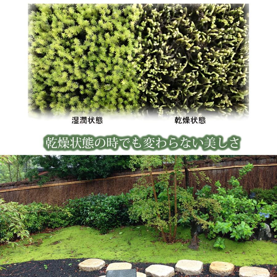 苔 庭 国産 58×28cm 1トレー 砂苔 スナゴケ 日本庭園 資材 sunmoss