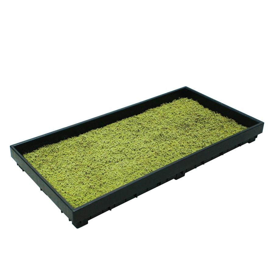 苔 庭 国産 58×28cm 1トレー 砂苔 スナゴケ 日本庭園 資材 sunmoss