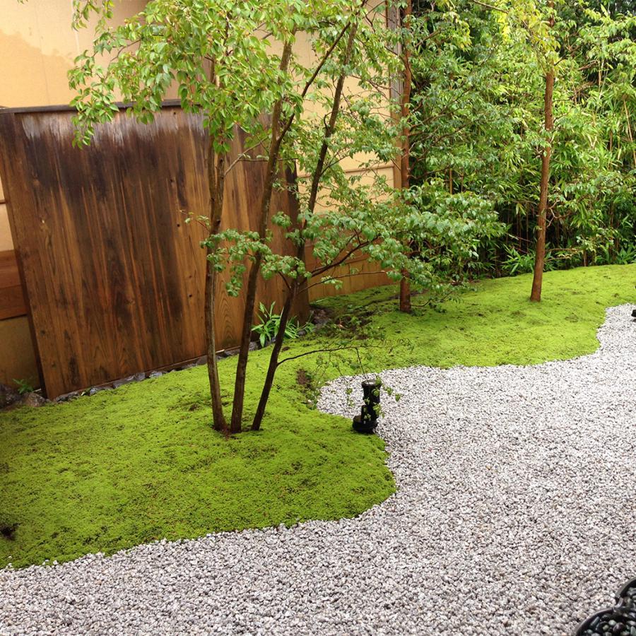 苔 庭 国産 58×28cm 4トレー 砂苔 スナゴケ 日本庭園 資材 sunmoss