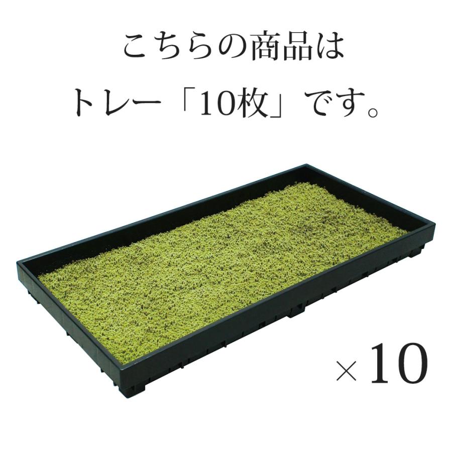 苔 庭 国産 58×28cm 10トレー 砂苔 スナゴケ 日本庭園 資材 sunmoss