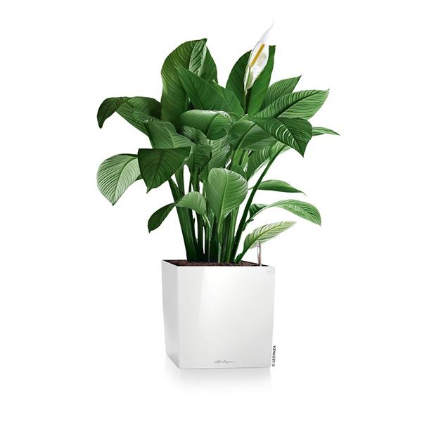 植木鉢 プランター おしゃれ ガーデニング雑貨 鉢 レチューザ 大型 
