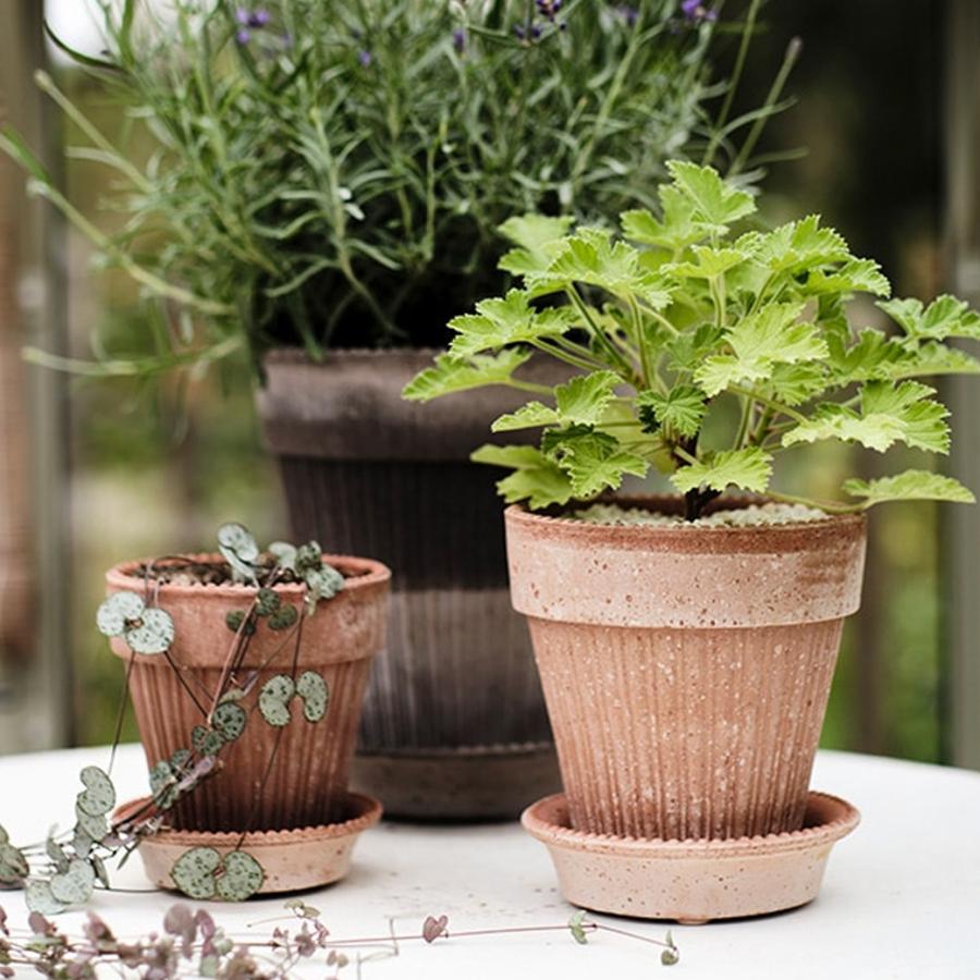 植木鉢 5号 素焼き テラコッタ 受け皿 セット おしゃれ かわいい 底穴