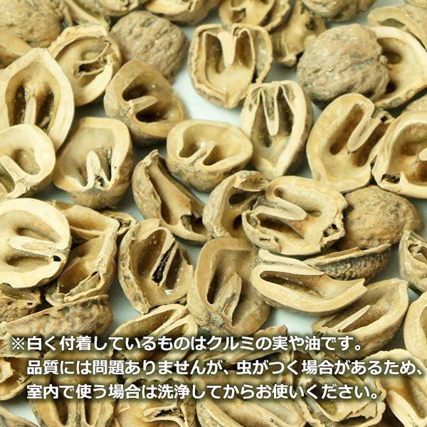 クルミ の殻 300g 約1リットル メール便 送料無料 日本国産 くるみ