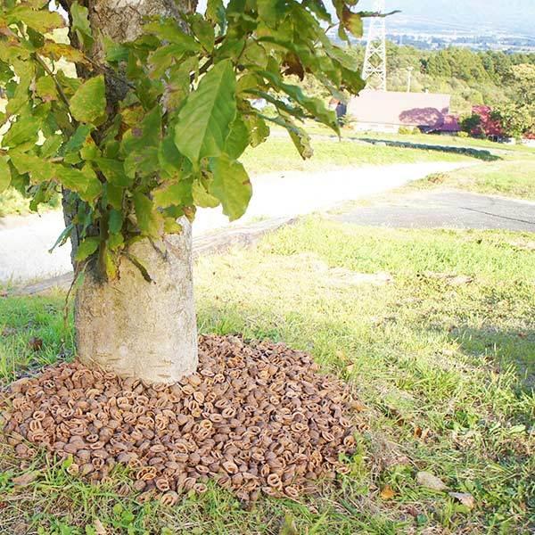 クルミ の殻 1kg 約3リットル 送料無料 日本国産 くるみ から 園芸 鉢植え 雑草防止 おしゃれ かわいい マルチング材 バークチップ コガネムシ対策 復興支援｜viewgarden｜10