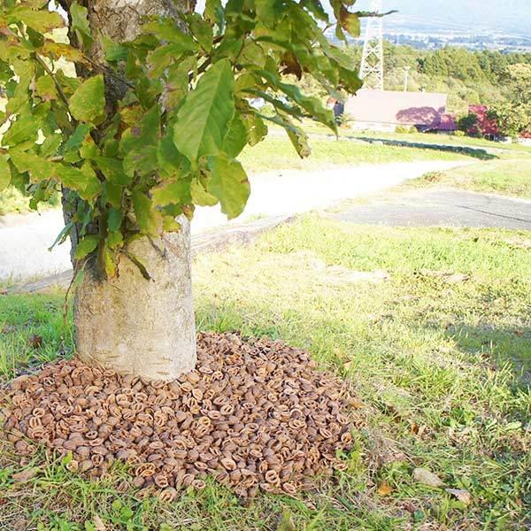クルミ の殻 6.5kg 約22リットル 送料無料 日本国産 くるみ から