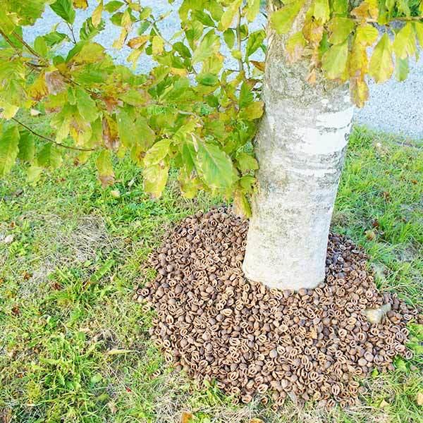 クルミ の殻 6.5kg 約22リットル 送料無料 日本国産 くるみ から