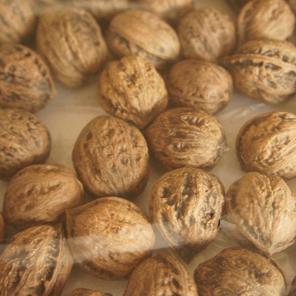 限定値下げX 令和7年産　新物　オニクルミ（鬼胡桃・鬼クルミ）約10kg heartlandfarm_onigurumi-3kg