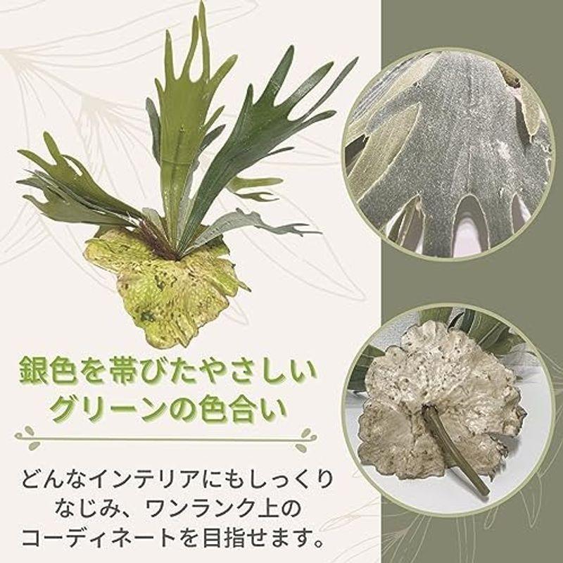 フェイクグリーン 観葉植物 ハンギング プランター セット SW2084(エアプランツ チランジア)ウスネオイデス｜villageused｜10