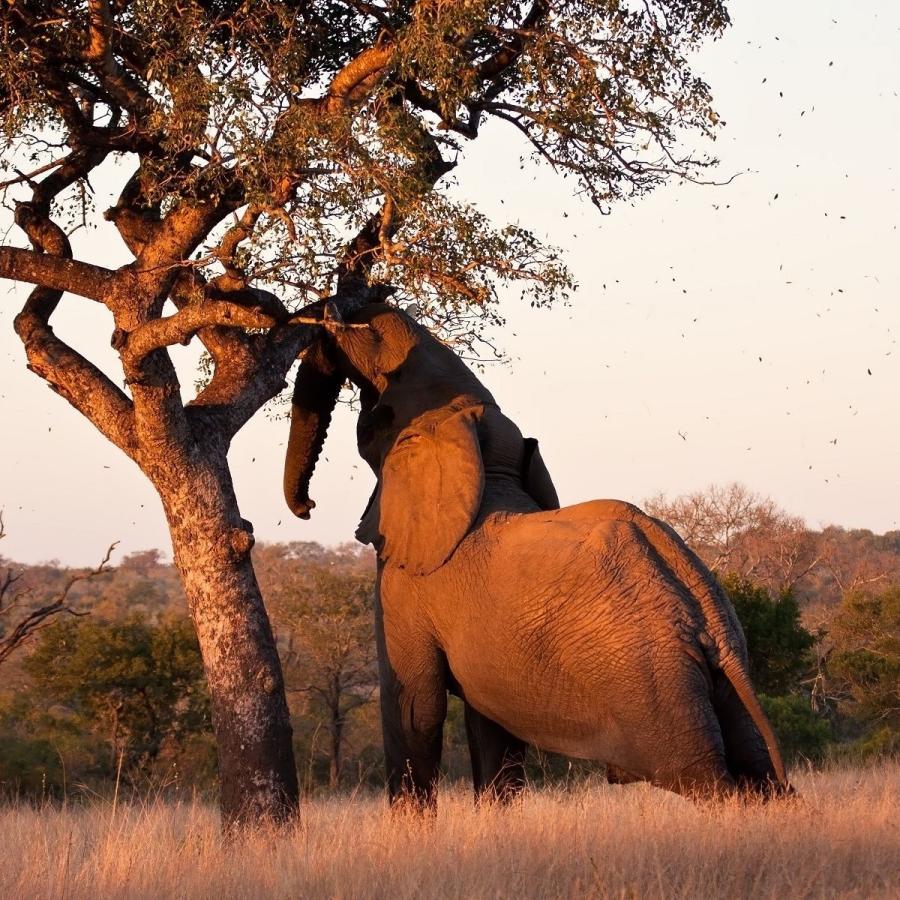 マルラブレンドオイル／ビタミンC誘導体配合／やさしい天然精油の香り／防腐剤、着色料無添加の美容オイル／18ml（約60日分） |  | 03