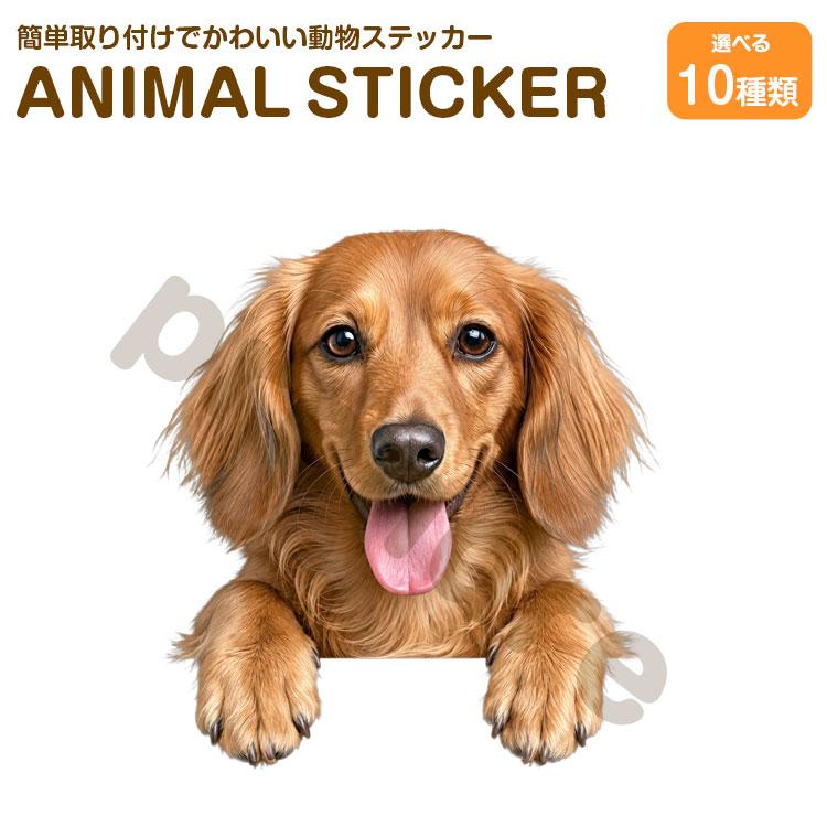 犬 ステッカー ダックスフンド 覗き見る犬 かわいい 動物 アニマル