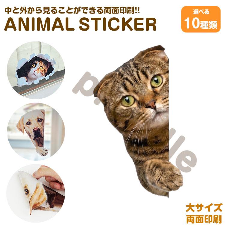 猫 ステッカー 両面印刷 スコティッシュ 覗き込む猫 ガラス 装飾