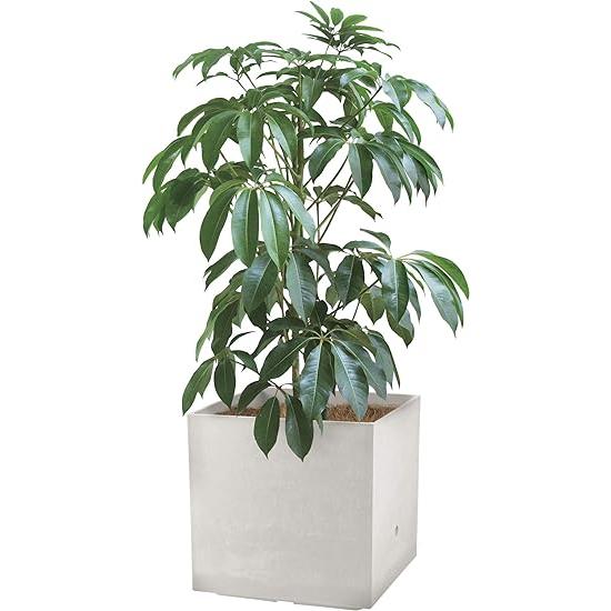 リッチェル 大型プランター 陶器風 ホワイト 45×45×45cm ラヴィーレWS キューブ 45型 底面給水機能付き 709002 街景観に調和する スタイリッシュで高い質感の底面給水機能付き大型プランター サイズ 外寸 約幅45×奥行45×高さ45cm 内寸 約幅43 5×奥行43 5×高さ27 5cm重量 約15 2kg容量 6L