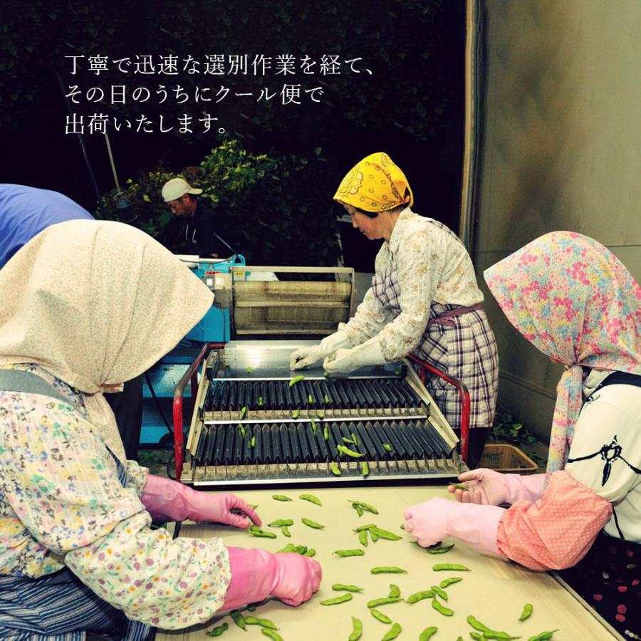 産地直送 数量限定 予約商品 7月中旬〜7月下旬発送】枝豆 新潟 黒埼