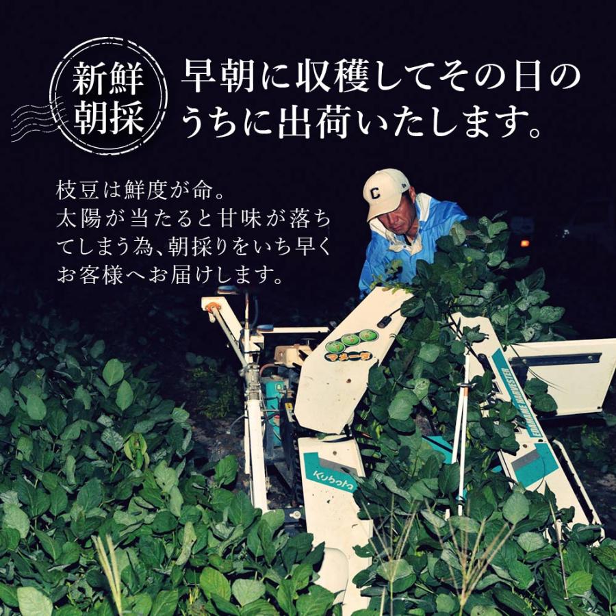 産地直送 数量限定 予約商品 7月中旬〜7月下旬発送】枝豆 新潟 黒埼