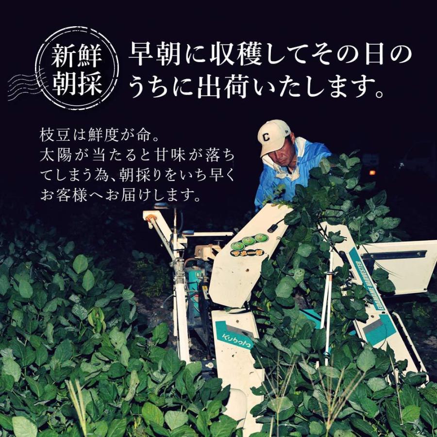 産地直送 数量限定 予約商品 7月上旬〜7月中旬発送】枝豆 えだまめ 枝 