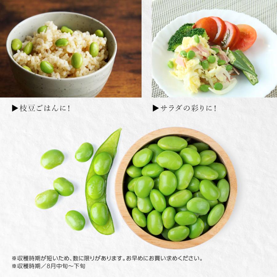 産地直送 数量限定 予約商品 8月中旬〜8月下旬発送】枝豆 新潟