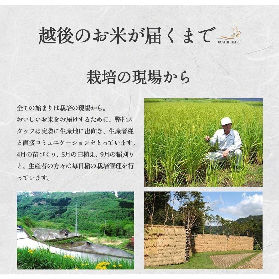 [ポイント12倍] お米 20kg 白米 送料無料 令和6年産 新潟県 岩船産 コシヒカリ 産地直送 米 国産 国内産 爆買_5