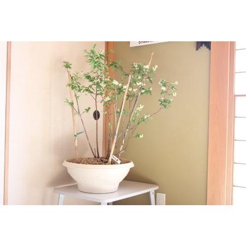 ガーデンベリー佐々木 鉢植えブルーベリー 母の日鉢 ４年樹 A B00cvzpglu 2513 ヴィトンカレン 通販 Yahoo ショッピング