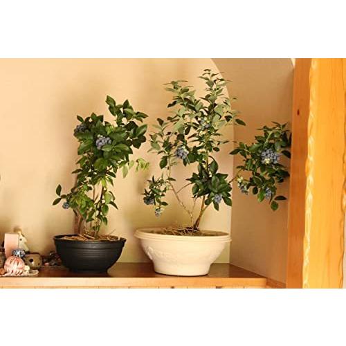 ガーデンベリー佐々木 鉢植えブルーベリー 母の日鉢 ４年樹 A B00cvzpglu 2513 ヴィトンカレン 通販 Yahoo ショッピング