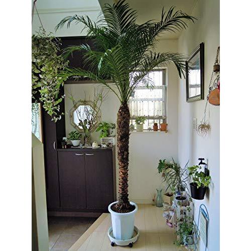 フェニックスロベレニー10号鉢 超ｌ 園芸用品 花 ガーデニング ｈ0 2cm A B07b77ck15 2623 植木鉢 ヴィトンカレン