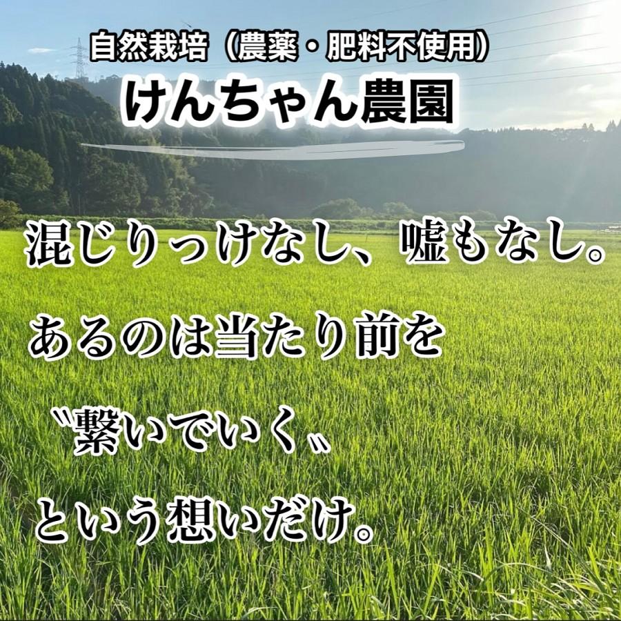 米 新米 自然栽培 宮崎県産 にこまる 白米  5kg  無農薬 無肥料 無堆肥 無除草剤 無添加 国産 天日干し 米 けんちゃん農園 2023年度産 令和5年度産 自然栽培米｜w-sunraise｜05