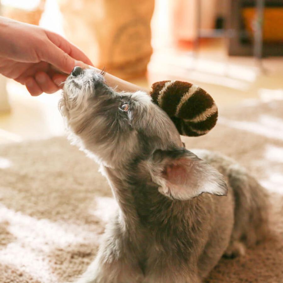 ペットブラシ ワンちゃんブラシ マッサージ 大型犬用 北山正積