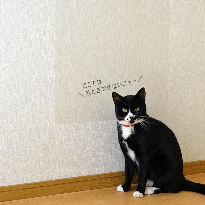 ペット壁保護シート はがせる 弱粘着タイプ（92cm×1m）犬 猫 ひっかき 爪とぎ 汚れ PETP-02M リンテックコマース｜wa-full｜09